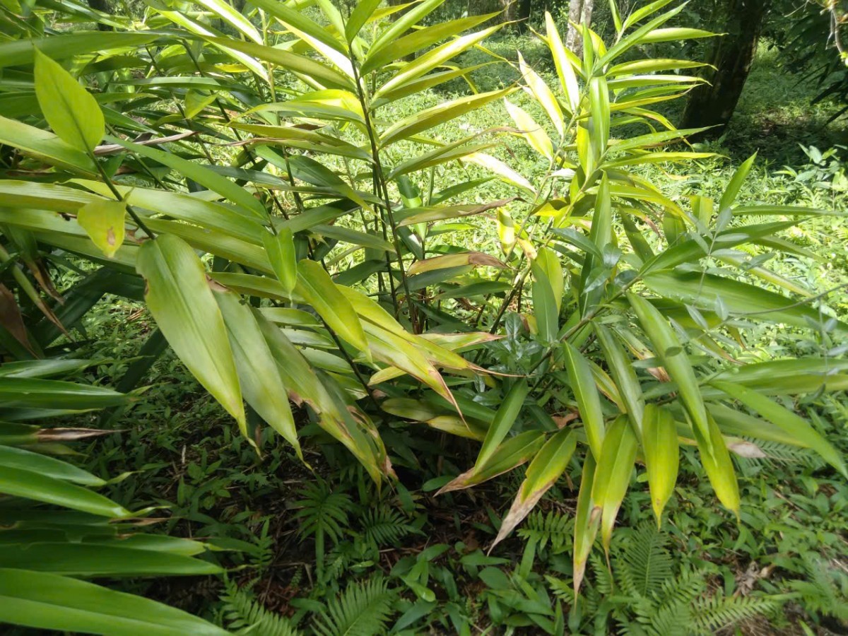 Ghi nhận bước đầu về sự hiện diện của nấm Colletotrichum sp. và Pestalotiopsis sp. Được phân lập từ vết đốm lá, cháy lá trên cây ích trí nhân (Alpinia oxyphylla Miq.) trồng dưới tán rừng tại xã Hoành Mô, Thành phố Quảng Ninh