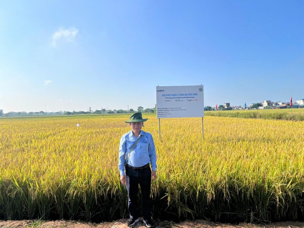 Quản lý dịch hại bền vững, nâng cao chất lượng hạt gạo